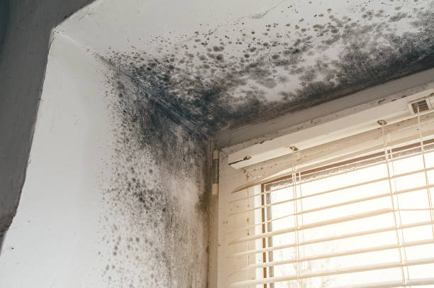 Affordable Black Mold Remediation solutions in Farmington, MN